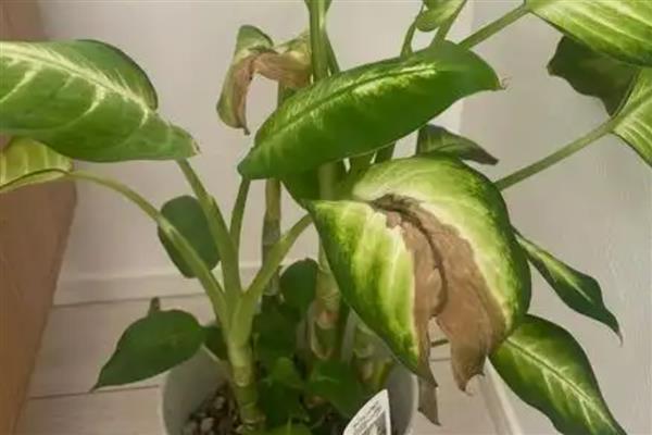 万年青叶子发黄的原因，可能是正常老化所致