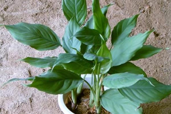 万年青叶子发黄的原因，可能是正常老化所致