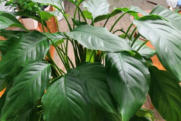 万年青叶子发黄的原因，可能是正常老化所致