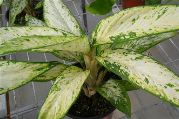 万年青叶子发黄的原因，可能是正常老化所致