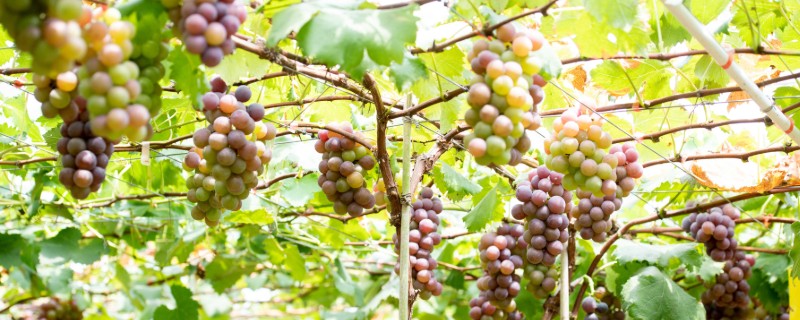 种植葡萄的施肥方法，秋施基肥可以在9月下旬进行