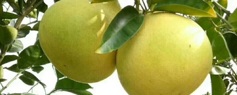 柚子有哪几种颜色，有黄心柚也有红心柚