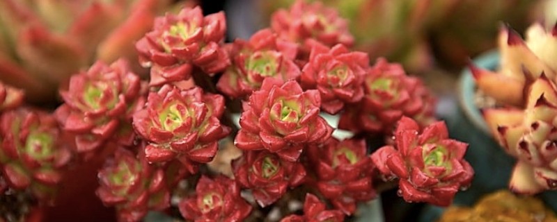 蒂亚徒长的形态，它的主杆会变得很高