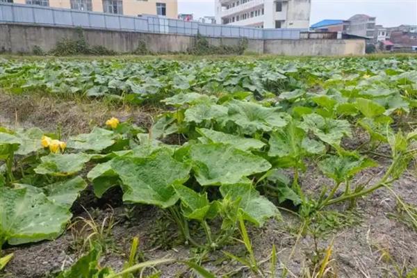 南瓜怎么施肥，苗期需亩施尿素5-8公斤