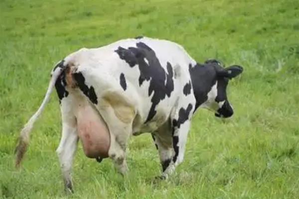 奶牛有几个奶，拥有4个乳头