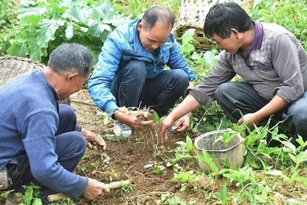 半夏怎么采收，要适时进行刨收