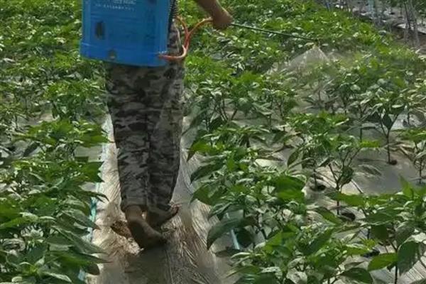 辣椒钻心虫用哪些农药，可以使用菊酯类的杀虫剂