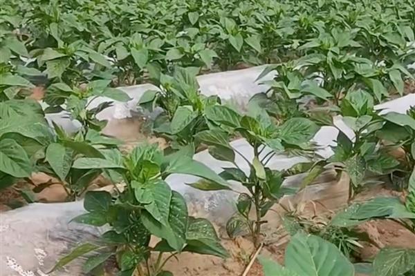 辣椒钻心虫用哪些农药，可以使用菊酯类的杀虫剂