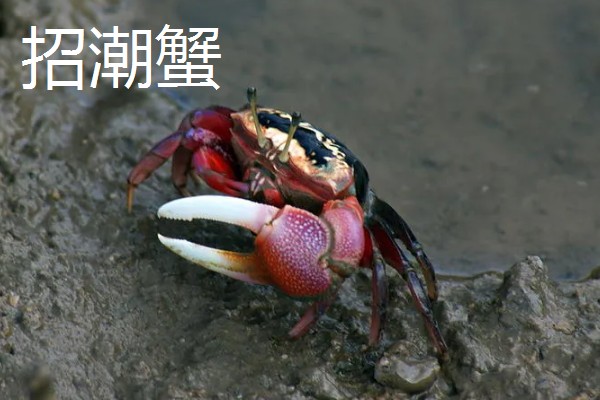 螃蟹的种类,常见的有梭子蟹、青蟹等