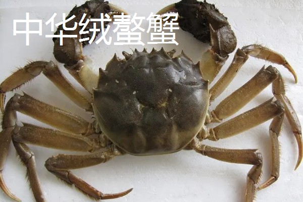 螃蟹的种类,常见的有梭子蟹、青蟹等