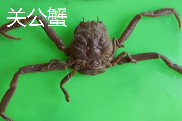 螃蟹的种类,常见的有梭子蟹、青蟹等