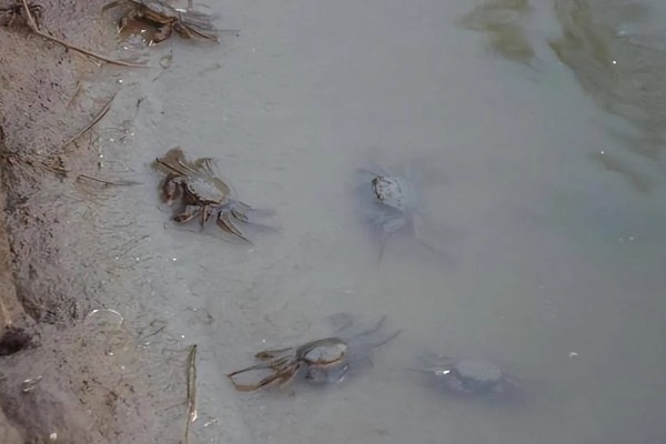 螃蟹的种类,常见的有梭子蟹、青蟹等