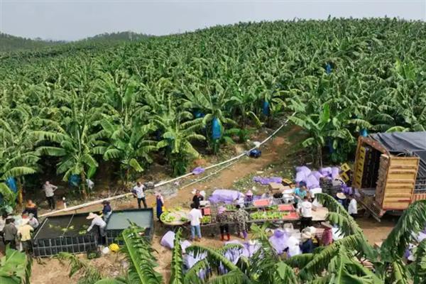 种香蕉要挖多深多大的洞，深度要达到0.5-1米左右、长宽各为1米左右