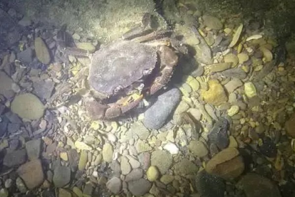 螃蟹的种类,常见的有梭子蟹、青蟹等