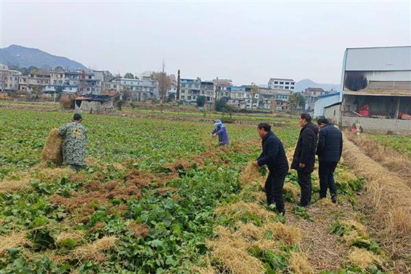 种菜要覆盖稻草的原因，能起到保水保温、预防土壤板结等作用