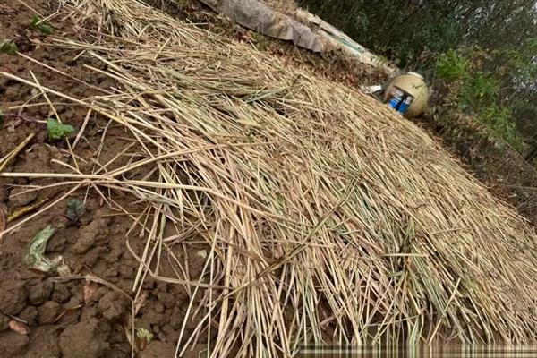 种菜要覆盖稻草的原因，能起到保水保温、预防土壤板结等作用