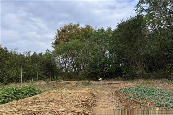 种菜要覆盖稻草的原因，能起到保水保温、预防土壤板结等作用