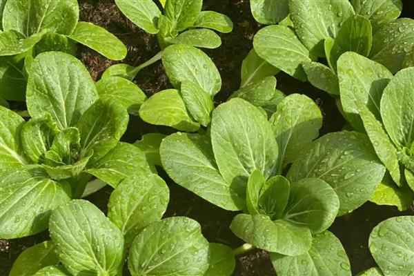 种菜要覆盖稻草的原因，能起到保水保温、预防土壤板结等作用