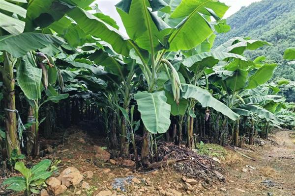 种香蕉要挖多深多大的洞，深度要达到0.5-1米左右、长宽各为1米左右