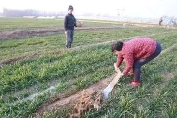 小麦越冬期受冻害如何施肥，在田间解冻后追施氮肥