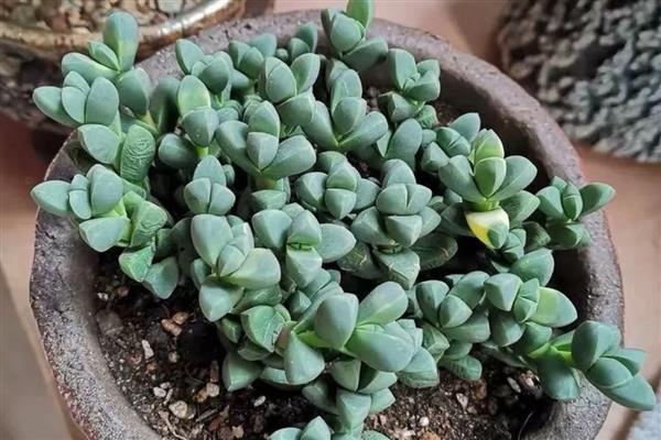 鹿角海棠怎么养殖，选择疏松透气的沙土为佳