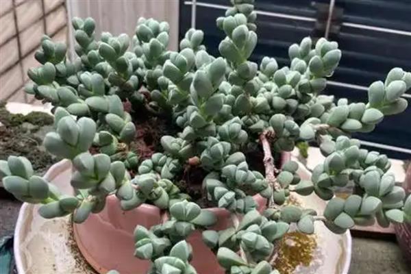 鹿角海棠怎么养殖，选择疏松透气的沙土为佳