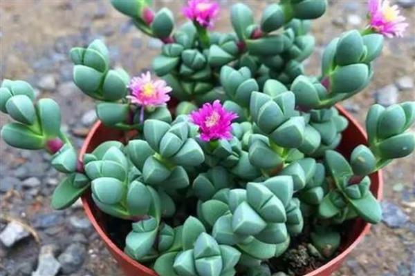 鹿角海棠怎么养殖，选择疏松透气的沙土为佳