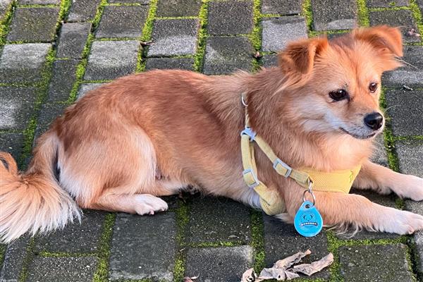 狗狗假孕的症状，会出现乳房增大、乳腺红肿等