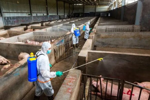 得了非洲猪瘟体温多少度,通常在40-42℃左右