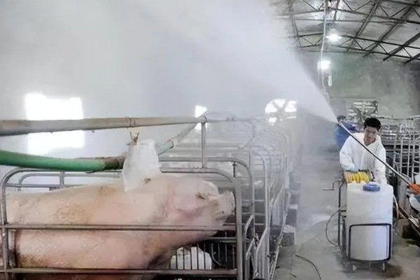 得了非洲猪瘟体温多少度,通常在40-42℃左右