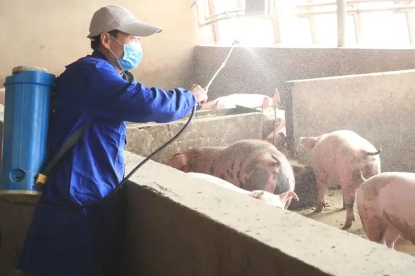 得了非洲猪瘟体温多少度,通常在40-42℃左右