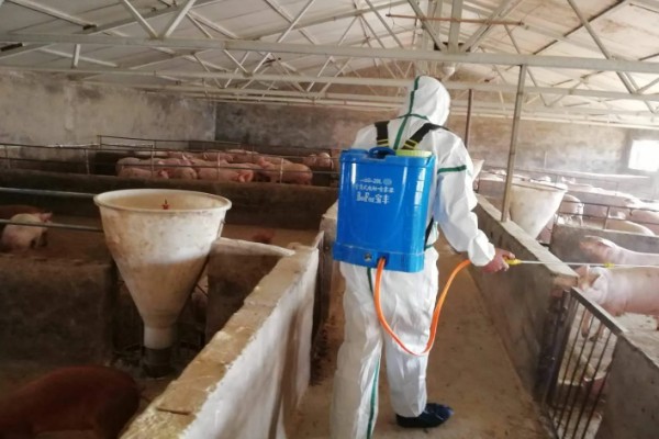 得了非洲猪瘟体温多少度,通常在40-42℃左右