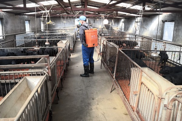 得了非洲猪瘟体温多少度,通常在40-42℃左右