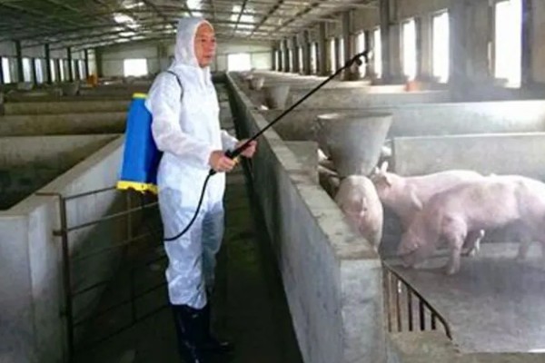 得了非洲猪瘟体温多少度,通常在40-42℃左右