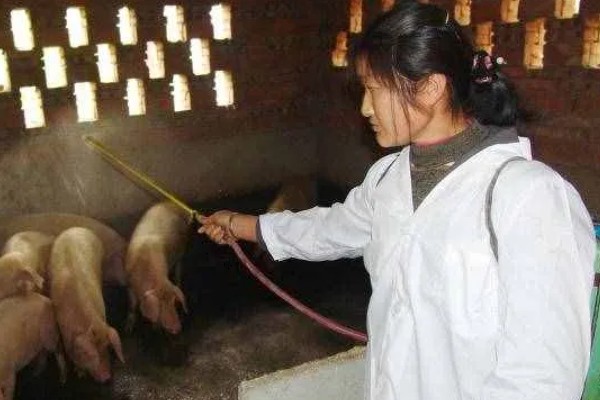 得了非洲猪瘟体温多少度,通常在40-42℃左右