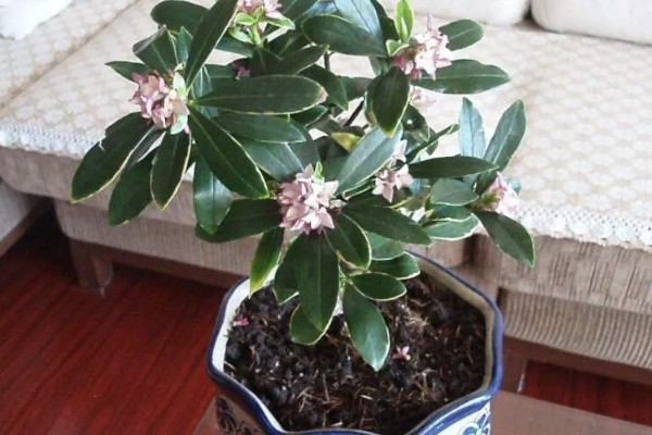 瑞香花放屋里对人有害吗，放屋里对人没有害