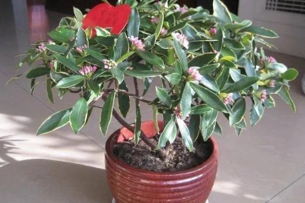 瑞香花放屋里对人有害吗，放屋里对人没有害