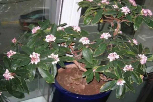 瑞香花放屋里对人有害吗，放屋里对人没有害