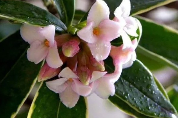 瑞香花放屋里对人有害吗，放屋里对人没有害