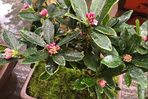 瑞香花放屋里对人有害吗，放屋里对人没有害