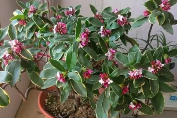 瑞香花放屋里对人有害吗，放屋里对人没有害