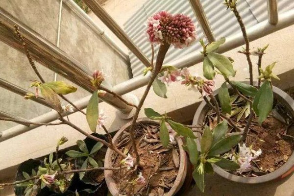 瑞香花放屋里对人有害吗，放屋里对人没有害