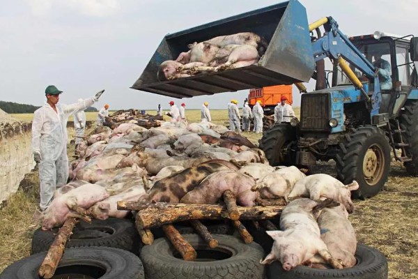 得了非洲猪瘟体温多少度,通常在40-42℃左右