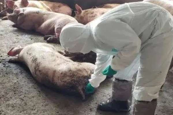 得了非洲猪瘟体温多少度,通常在40-42℃左右