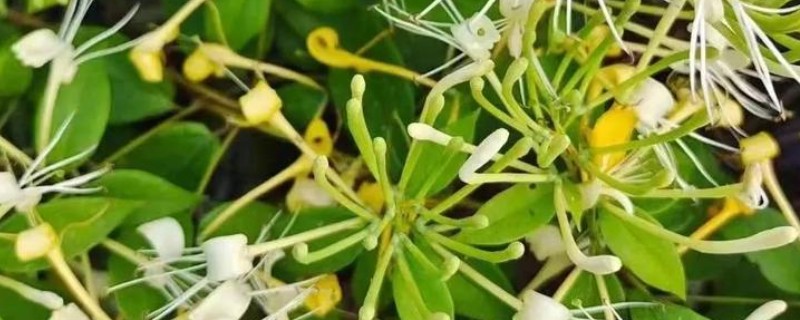 耐寒耐旱庭院的常绿植物，有金银花、茶花等