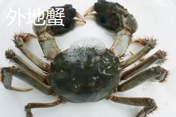 阳澄湖大闸蟹的价格，价格与规格和市场等有关