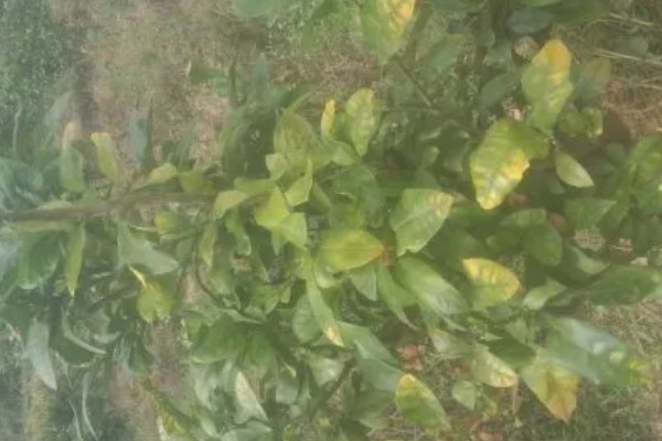 柚子树叶子为什么发黄枯萎，可能是病害导致的
