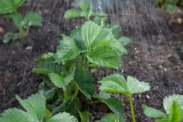 氮肥要兑水施草莓苗吗，需先兑水稀释