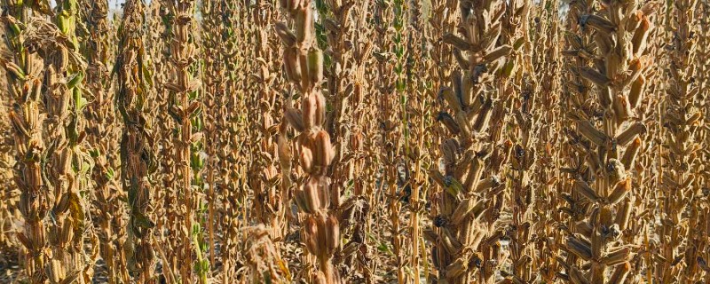 芝麻的亩产量，为80-100公斤左右