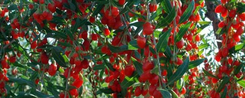 碱地适合种什么，适合种枸杞、滨柃等